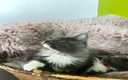 Maine Coon cats for sale: 5 Generation pedigree BLACK SMOKE kittens  - Image 23
