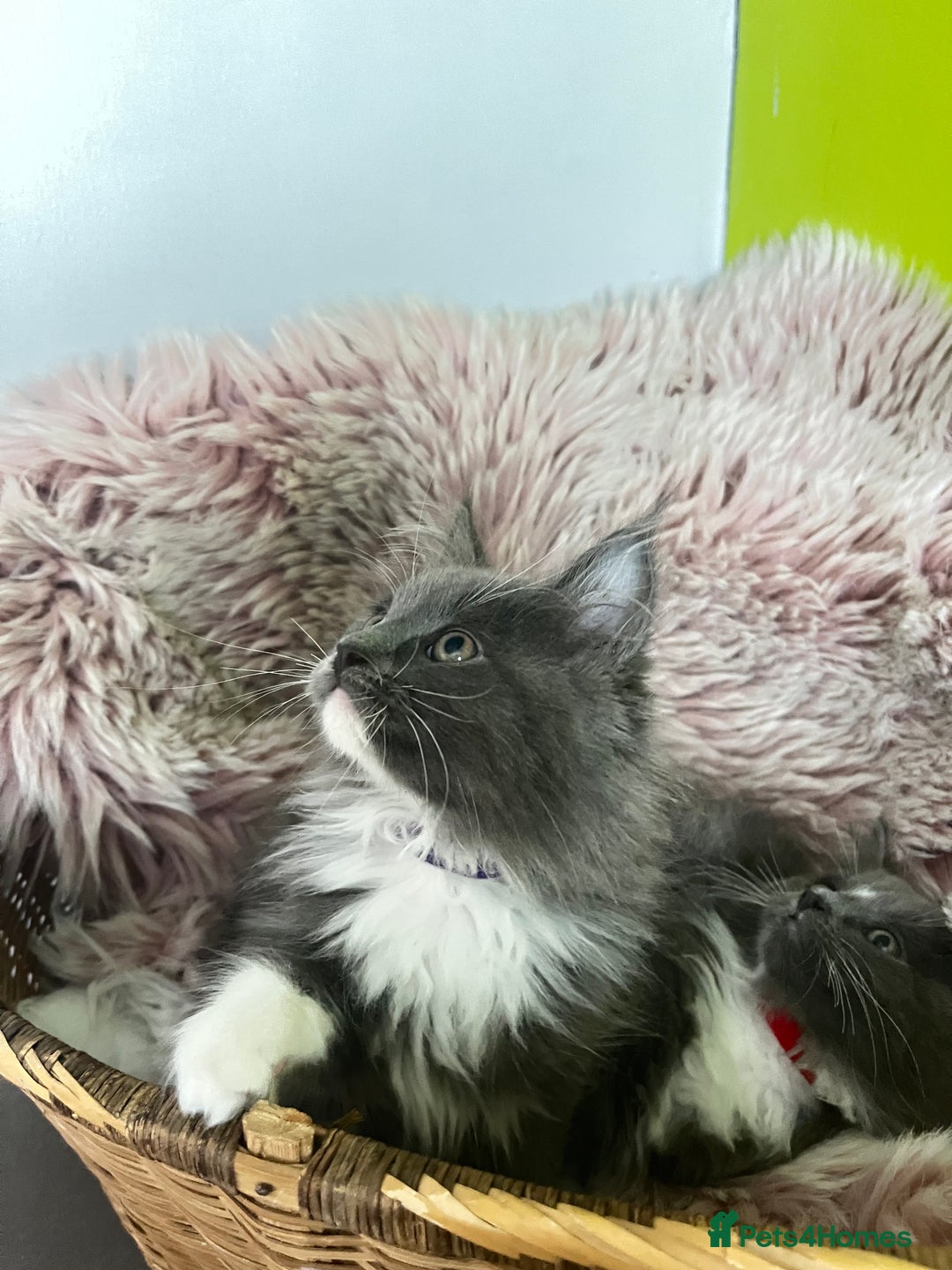 Maine Coon cats for sale: 5 Generation pedigree BLACK SMOKE kittens  - Image 23