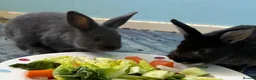 Netherland Dwarf rabbits for sale: Gorgeous Netherland Dwarf kits - Advert 4