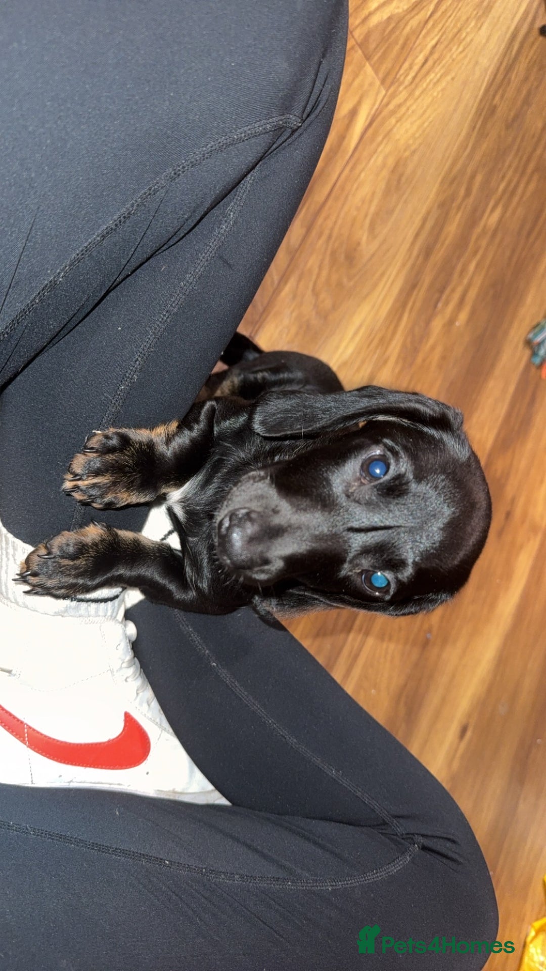 Dachshund dogs for sale: 7 month old  - Advert 5