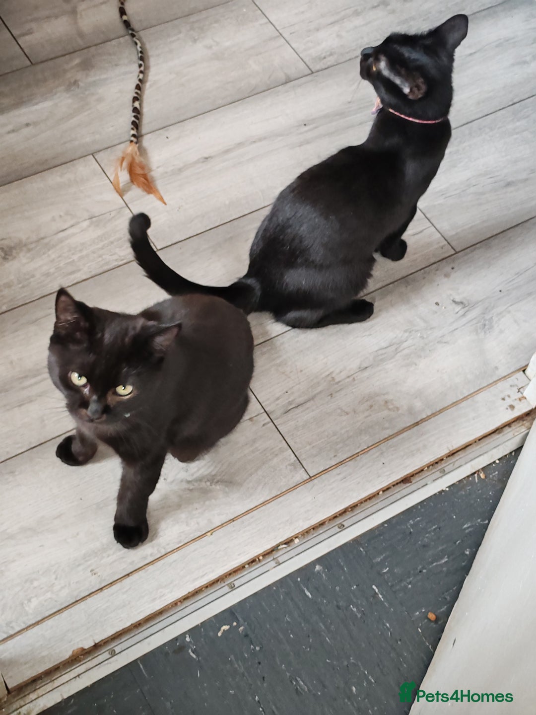 British Longhair cats for sale: Brother and sister  - Advert 3