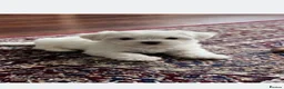Maltese dogs for sale: Maltese - Advert 4