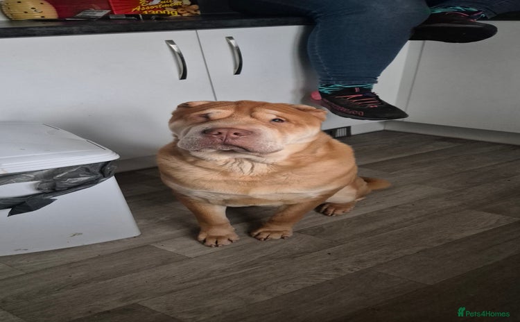 Shar Pei dogs - Advert 1