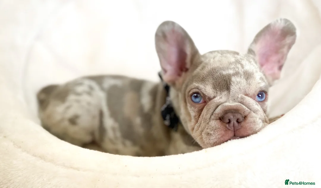 French Bulldog dogs for sale: NEWSHADE ISABELLA AND MERLE FRENCH BULLDOGS - Advert 5