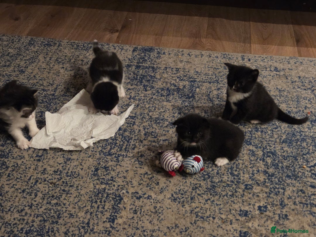 Mixed Breed cats for sale: Male Kitten  - Advert 7