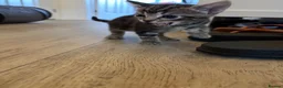 Bengal cats for sale: 3 gorgeous kittens for sale  in Southampton - Advert 3