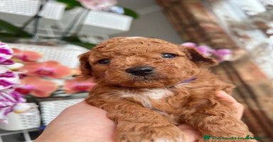 Maltipoo dogs - Advert 2