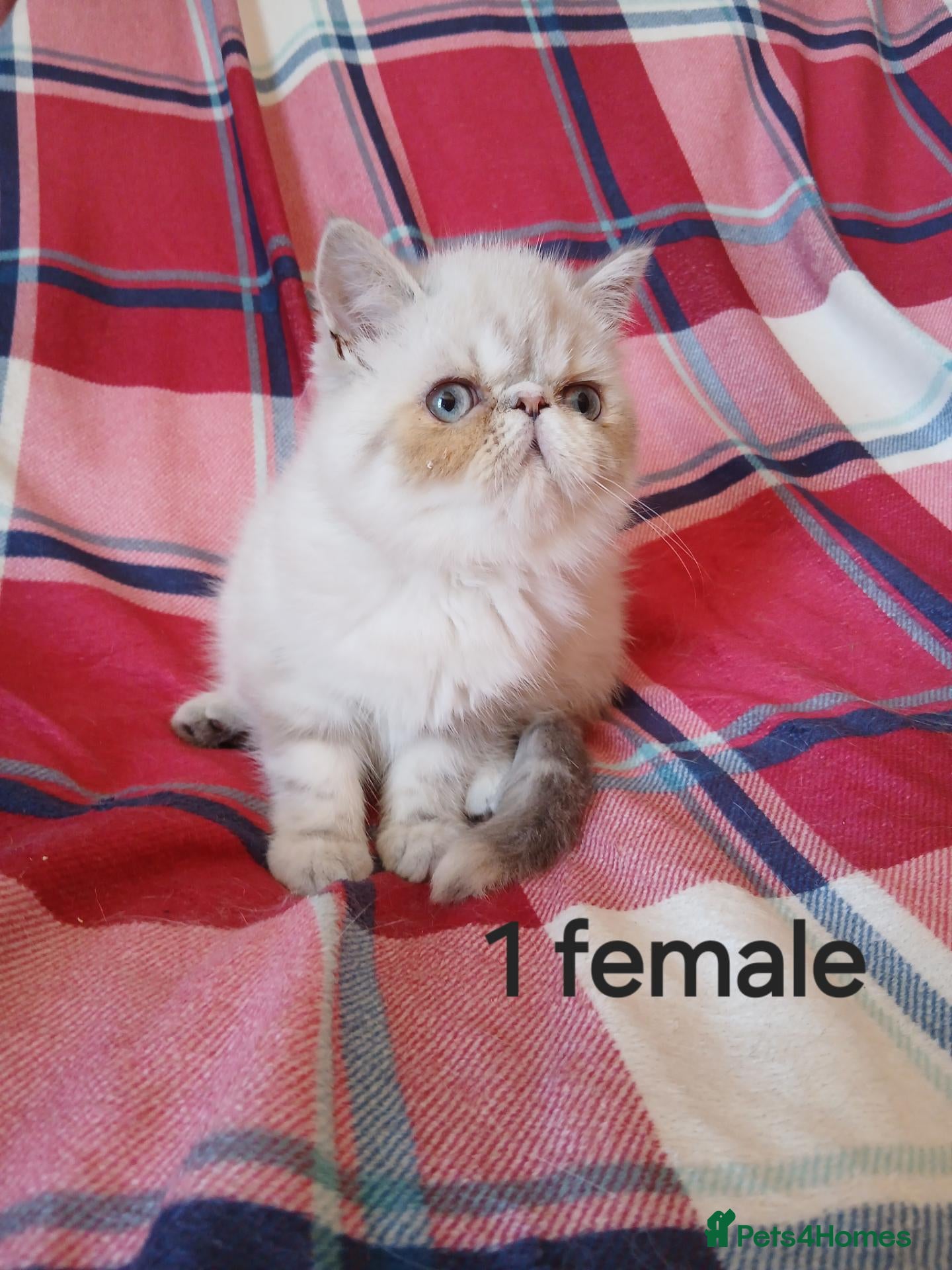 Persian cats Reduced EXCEPTIONAL PERSIAN EXOTIC KITTENS  - Advert 8