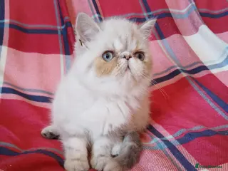 Persian cats Reduced EXCEPTIONAL PERSIAN EXOTIC KITTENS - Advert 8