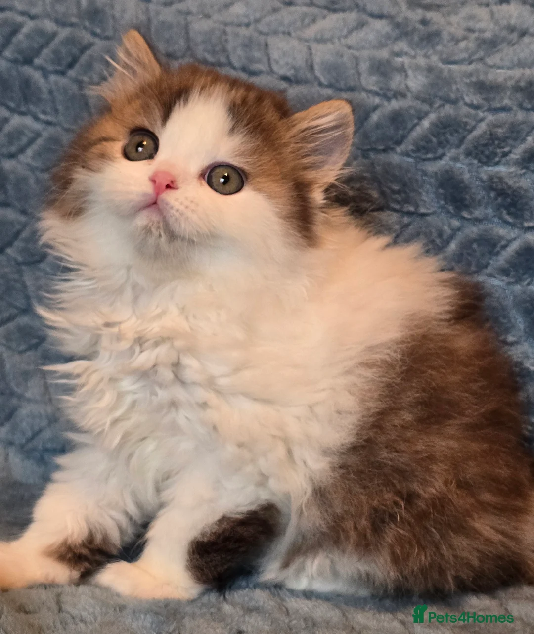 British Shorthair cats for sale: TICA registered British shorthair kittens - Advert 7