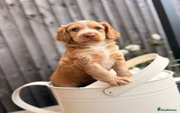 Cockapoo dogs for sale: Cockapoo Puppies Ready 15th September - Image 4