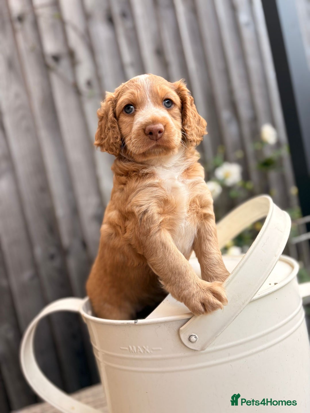 Cockapoo dogs for sale: Cockapoo Puppies Ready 15th September - Image 4