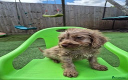 Cockapoo dogs for sale: F1 type cockepoos  - Image 6