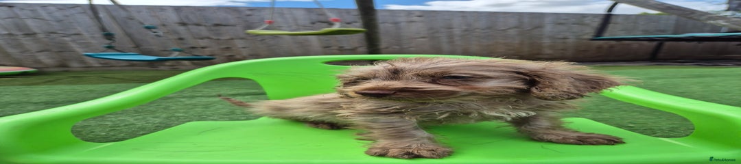 Cockapoo Puppy 2