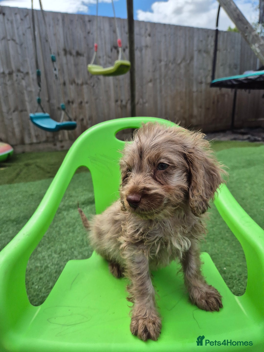 Cockapoo dogs for sale: F1 type cockepoos  - Image 6