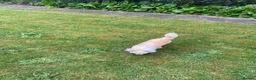 Chihuahua dogs for sale: CHIHUAHUA LONG COAT SABLE & WHITE - Advert 5