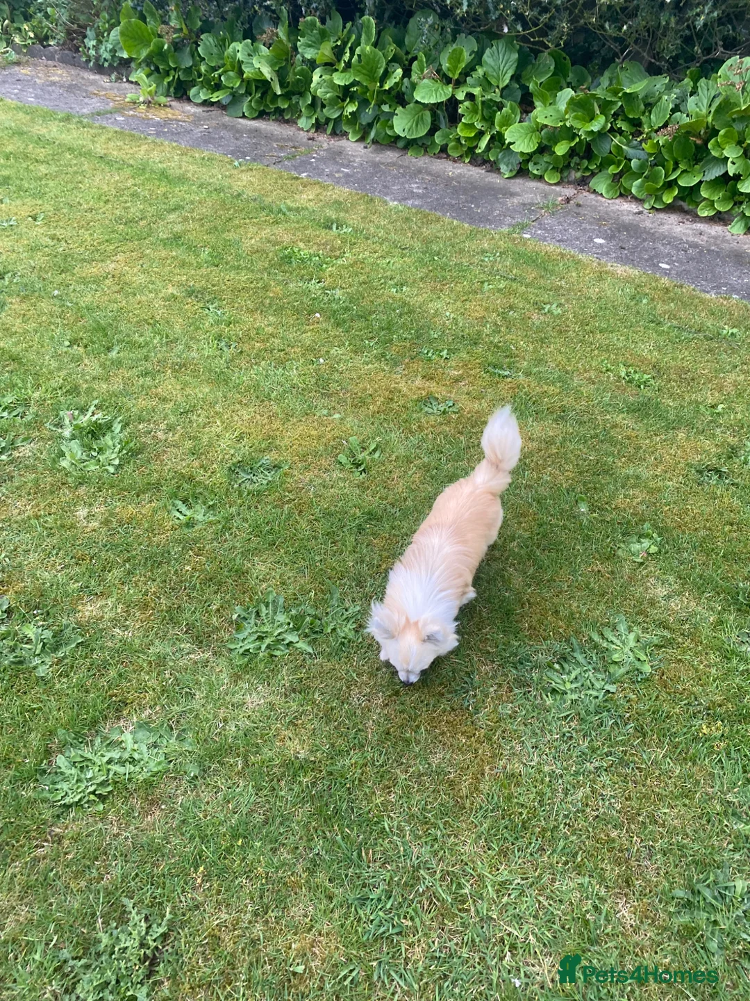 Chihuahua dogs for sale: CHIHUAHUA LONG COAT SABLE & WHITE - Advert 5