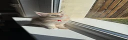 Maine Coon cats for sale: Pure mainecoon kittens DNA health tested parents.  - Advert 14