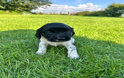 English Springer Spaniel dogs for sale: KC REG ENGLISH SPRINGER SPANIEL - Image 6