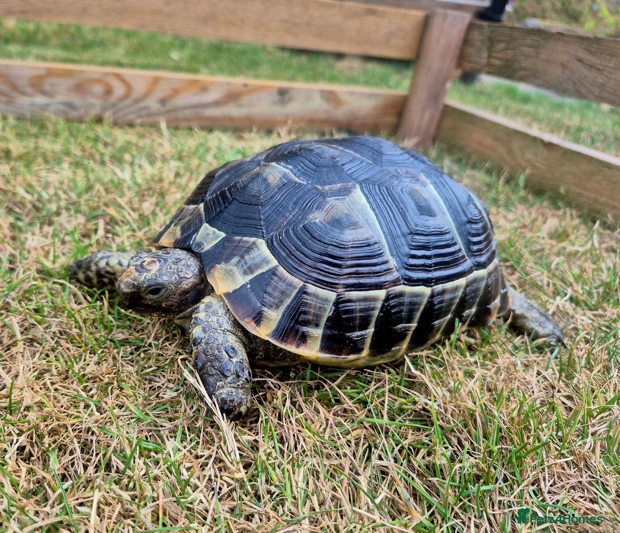 Tortoise reptiles Spur-thighed tortoise - Advert 1