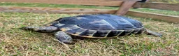 Tortoise reptiles for sale: Spur-thighed tortoise in Whitby - Advert 1