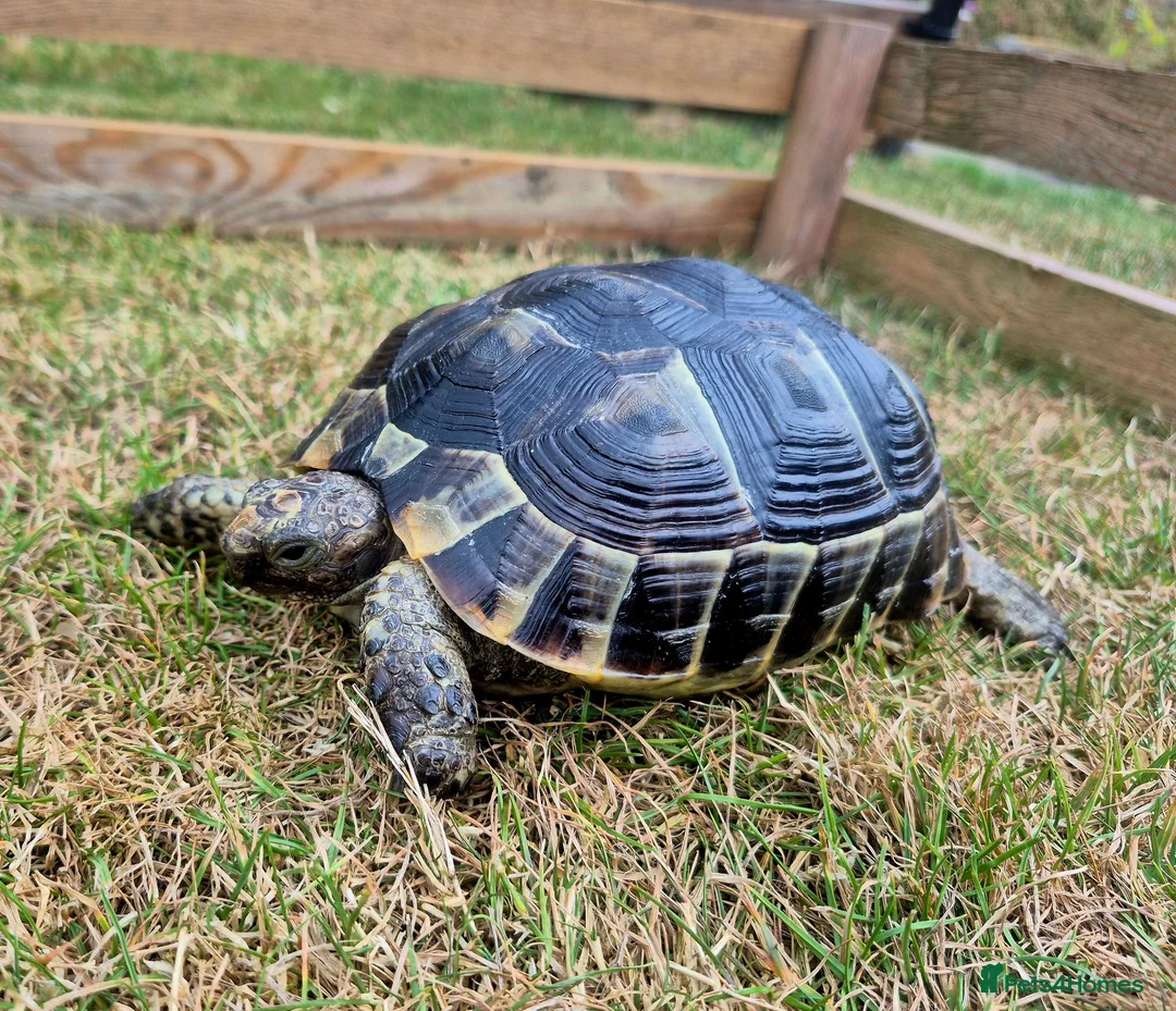 Tortoise reptiles for sale: Spur-thighed tortoise in Whitby - Advert 1