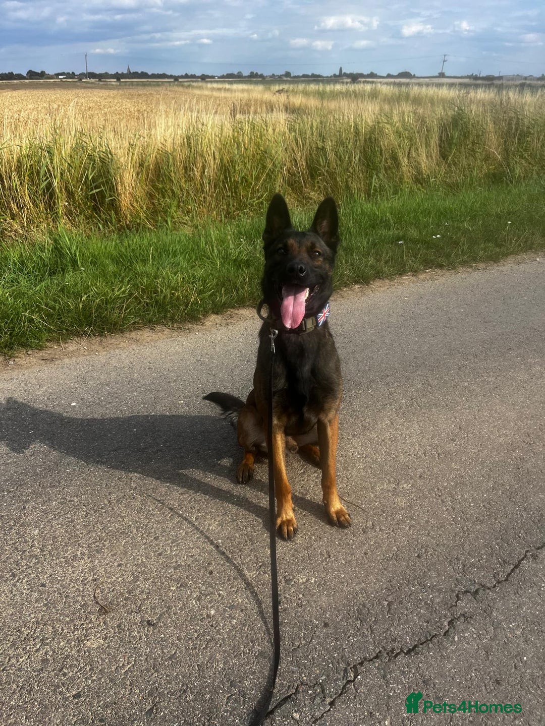 Belgian Shepherd Dog dogs for sale: Dutch Herder Puppies - Advert 20