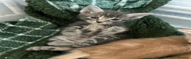 Blue Tabby Female 