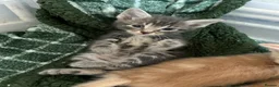 Mixed Breed cats for sale: Gorgeous Kittens Ready For Reserving  - Advert 4