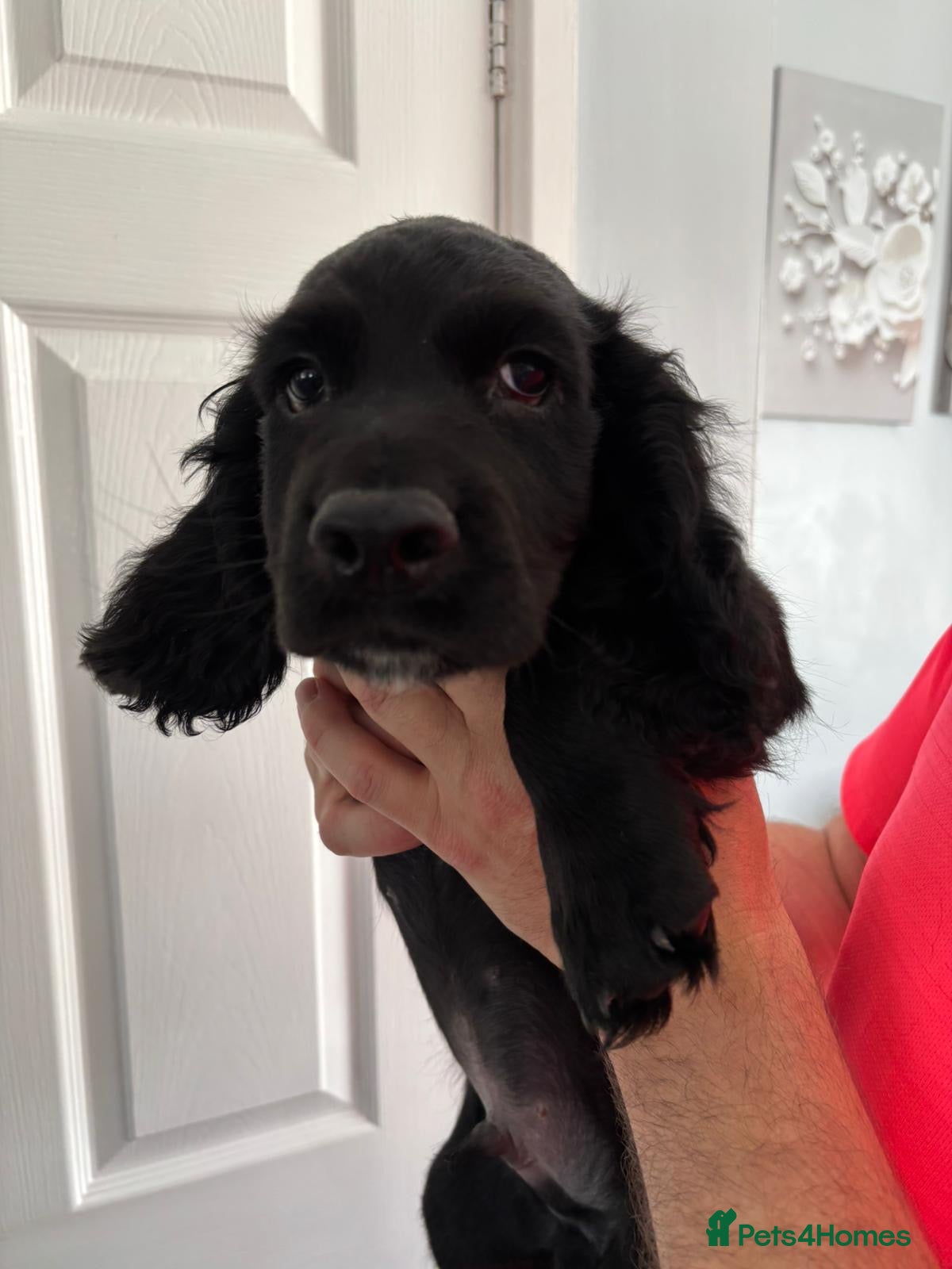 Cocker Spaniel dogs Working cocker spaniel puppies  - Advert 13