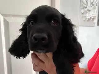 Cocker Spaniel dogs Working cocker spaniel puppies - Advert 13