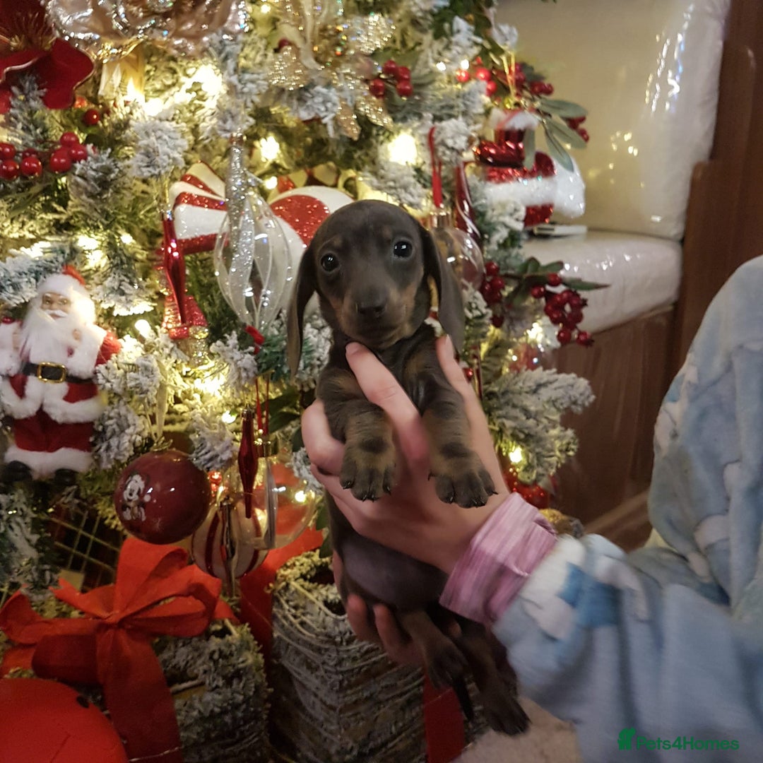Dachshund dogs for sale: Miniature dashound - Advert 2