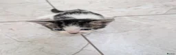 Mixed Breed cats for sale: Georgous Kittens Looking For A New Home - Advert 6