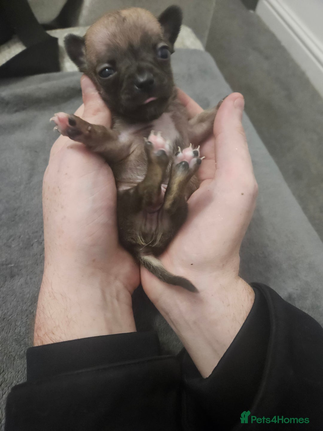 Chihuahua dogs for sale: Adorable Chihuahuas - Advert 7