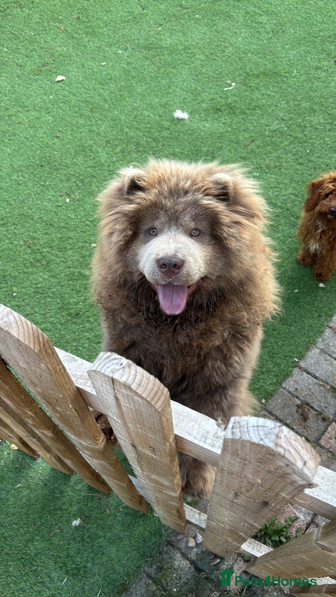 Chow Chow dogs 🐾KC stunning RARE hazel eyed chow girl, Evie 💛 - Advert 2