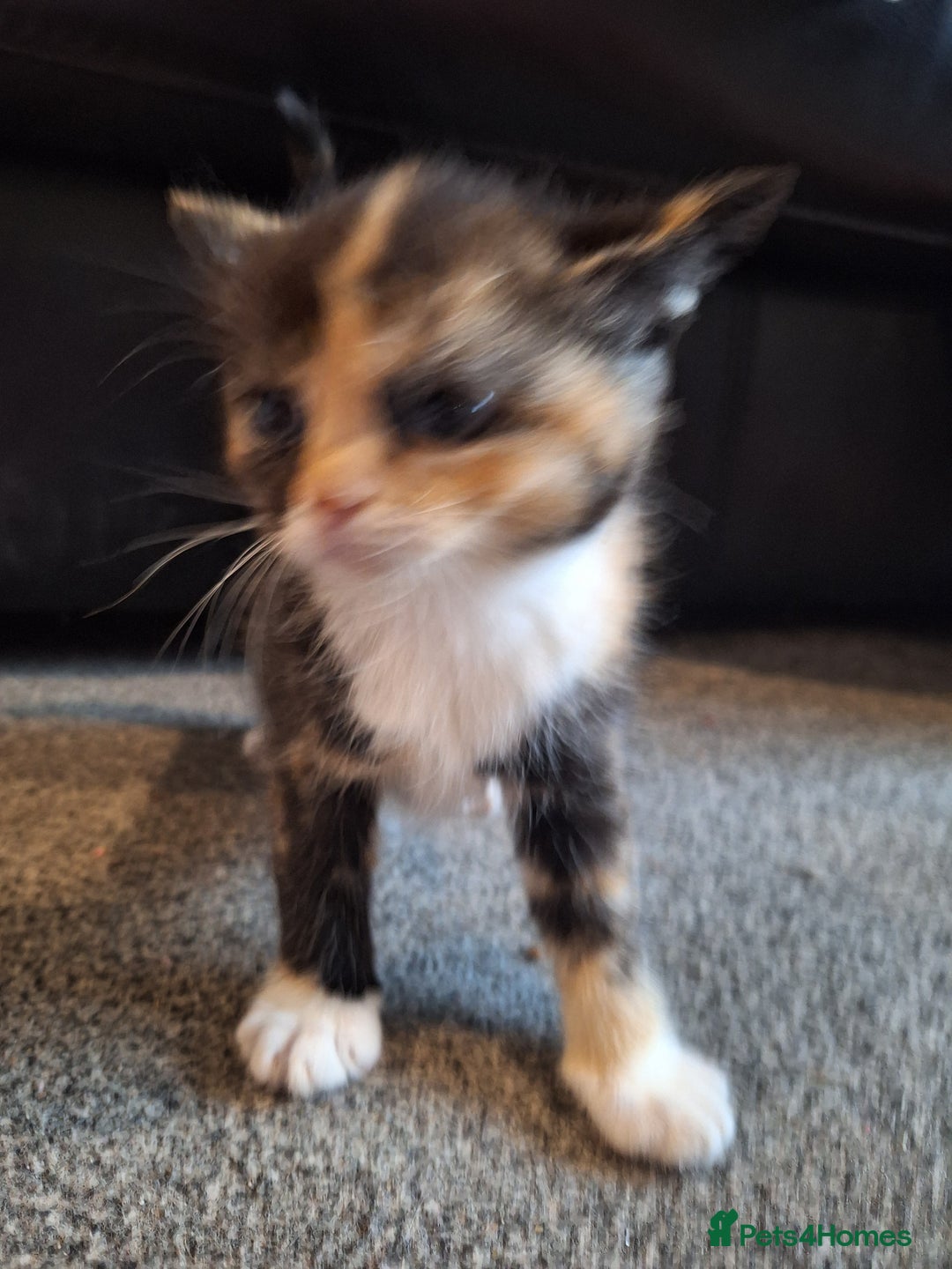 Mixed Breed cats for sale: Mix breed kittens, 1/4 ragdoll  - Advert 14