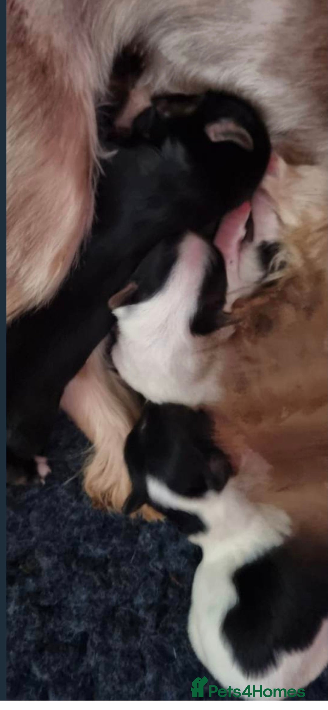 Biewer Terrier dogs for sale: Last Biewer terrier pup.Colourful Yorkshire Yorkie - Advert 3