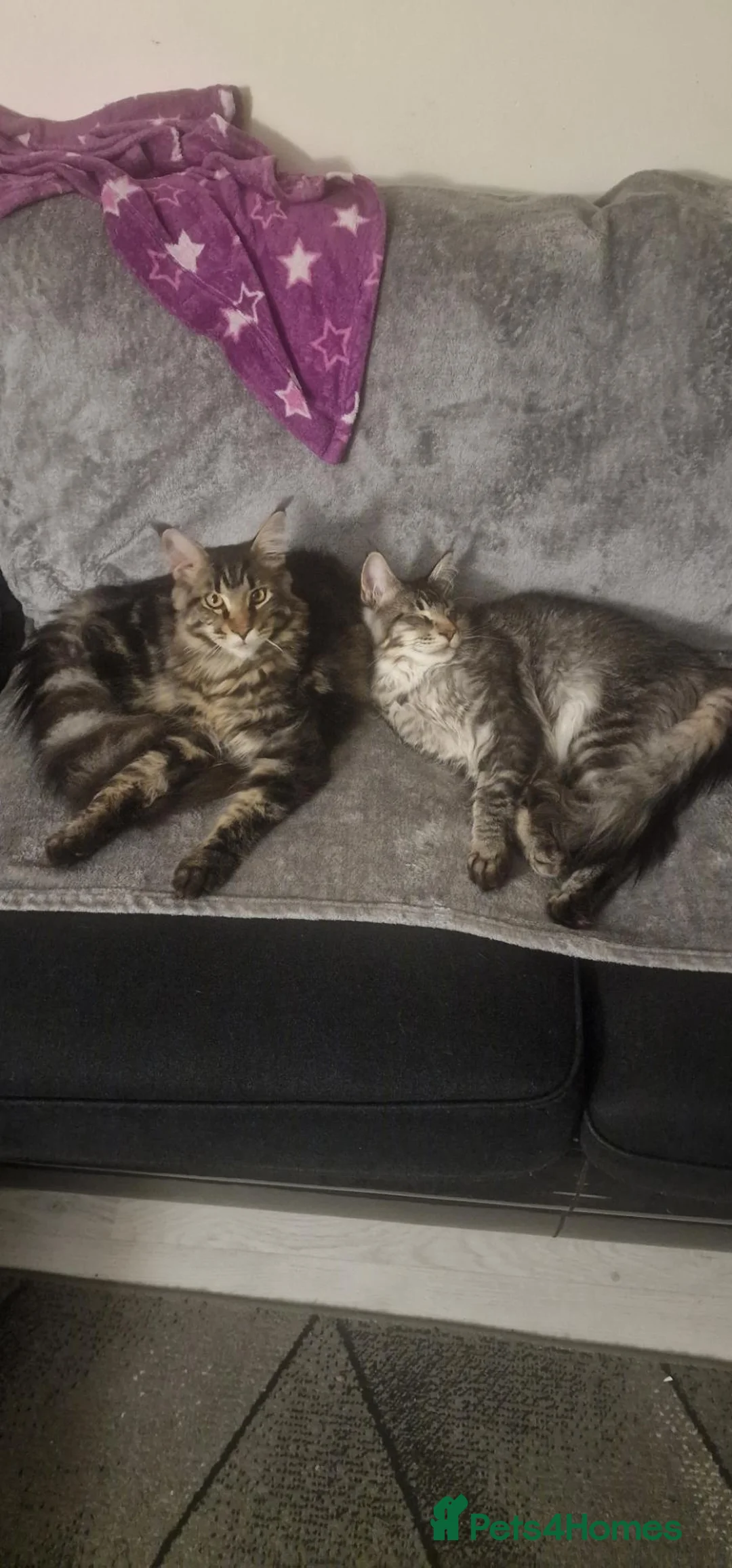 Maine Coon cats for sale: Maine coon boy kitten - Advert 1