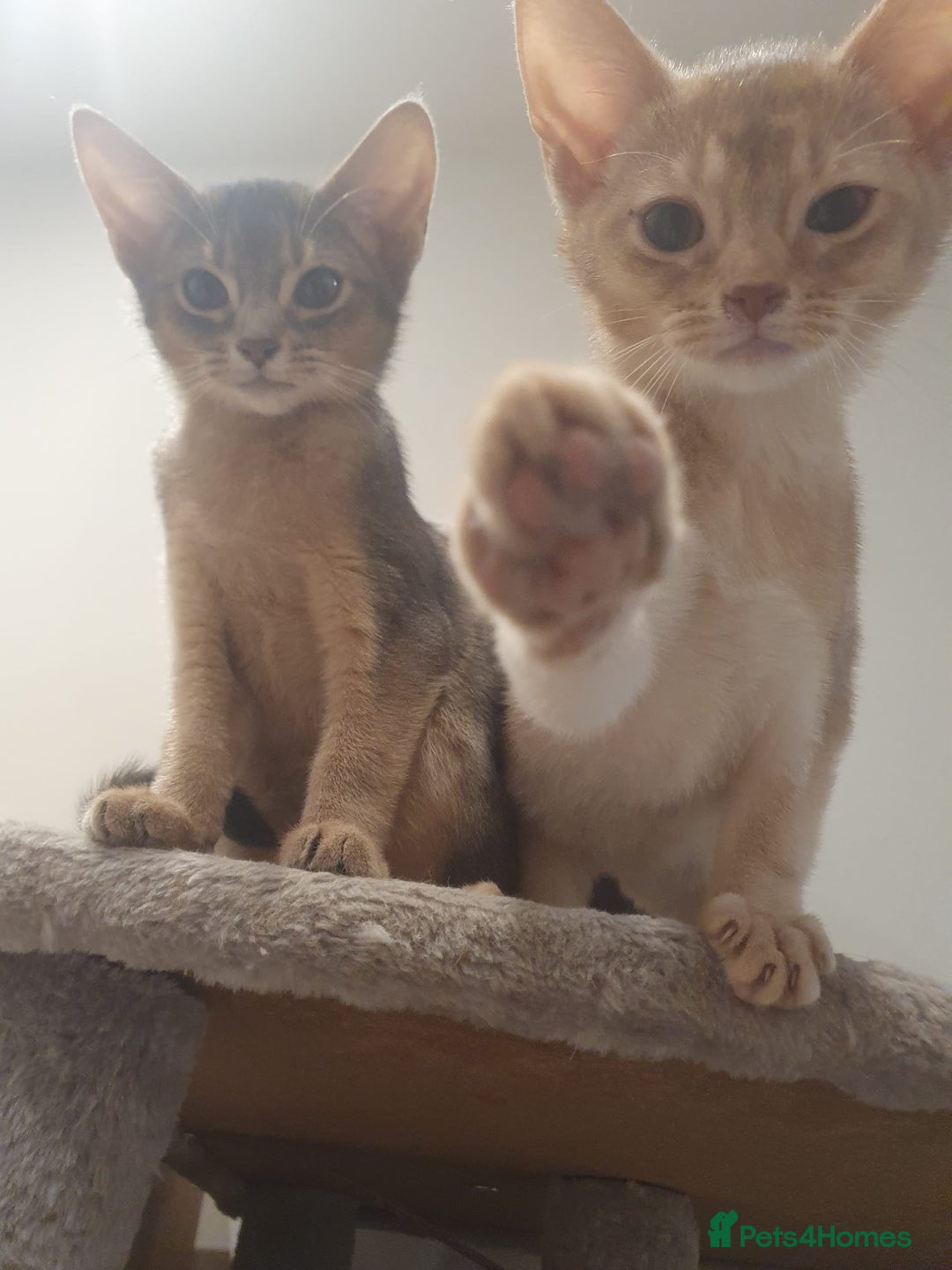 Abyssinian cats for sale: Fawn silver girl, blue boy - Advert 4