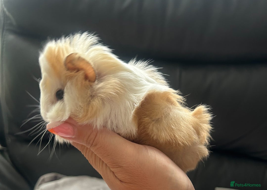 Guinea Pig rodents for sale: Stunning baby guinea pigs Abyssinian/ funkies - Image 9