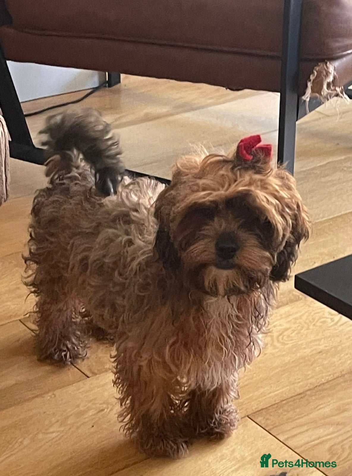 Shihpoo dogs 2 Shihpoo girls, microchipped,rabies vaccinated - Advert 12