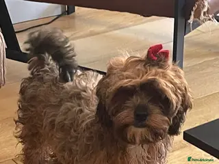 Shihpoo dogs 2 Shihpoo girls, microchipped,rabies vaccinated - Advert 14