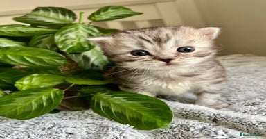 Scottish Fold cats - Advert 1