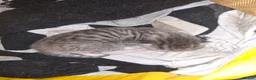 Mixed Breed cats for sale: Kittens - Advert 4