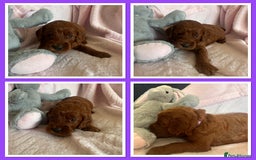 Irish Doodle dogs for sale: Gorgeous Miniature F1 Irish Doodles - Image 15