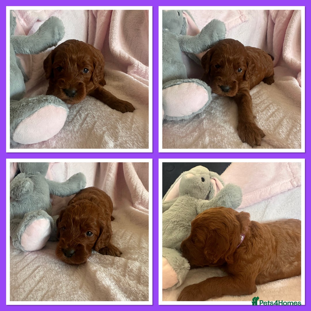 Irish Doodle dogs for sale: Gorgeous Miniature F1 Irish Doodles - Image 15