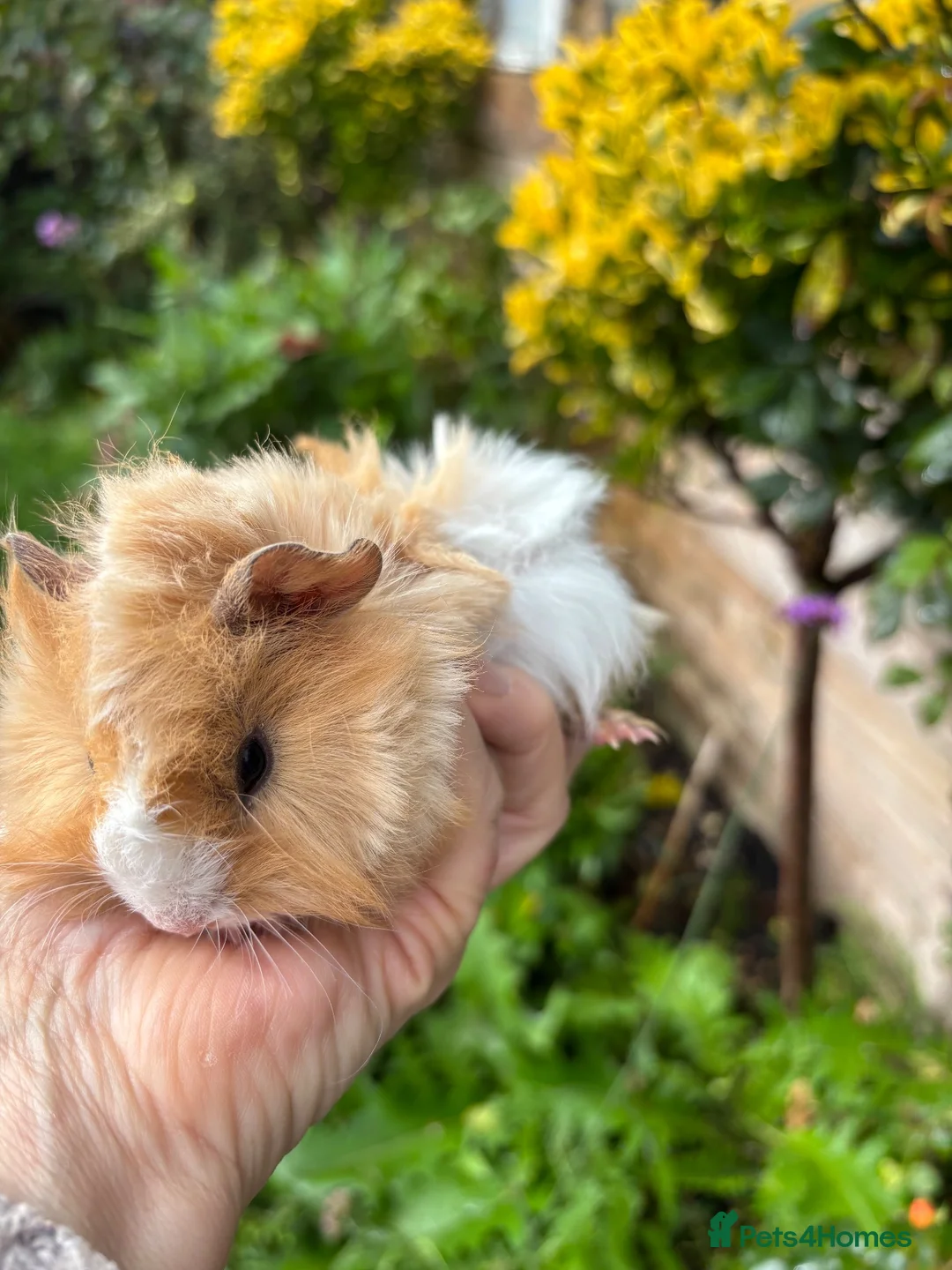 Guinea Pig rodents for sale: Gorgeous baby Guinea pigs - Advert 2