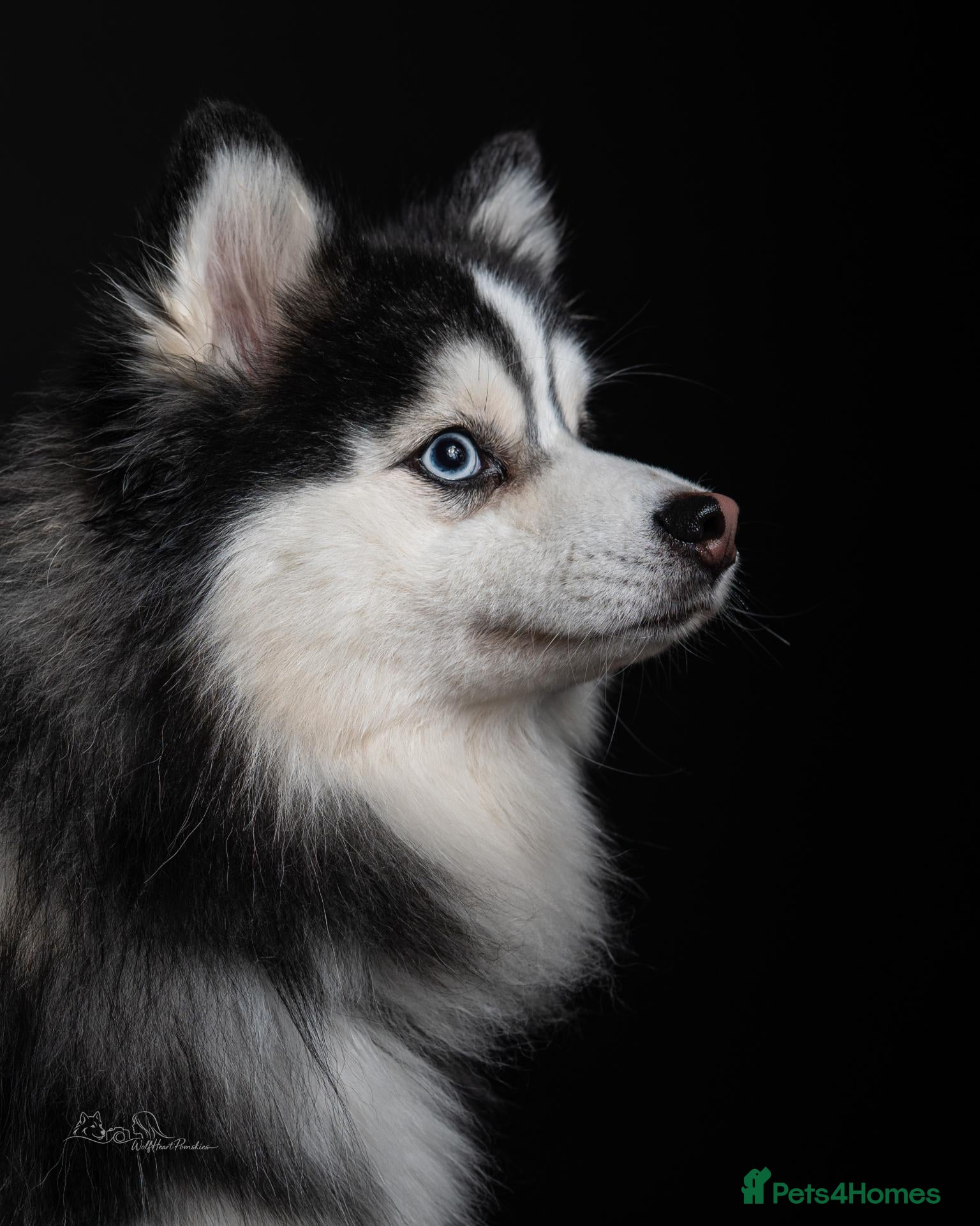 Pomsky dogs F3 6.8kg Pomsky Stud silver/white, health tested  - Advert 4