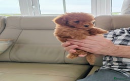 Cavapoo dogs for sale: TOY CAVAPOO DNA TESTED PARENTS AND GRANDPARENTS  - Image 14