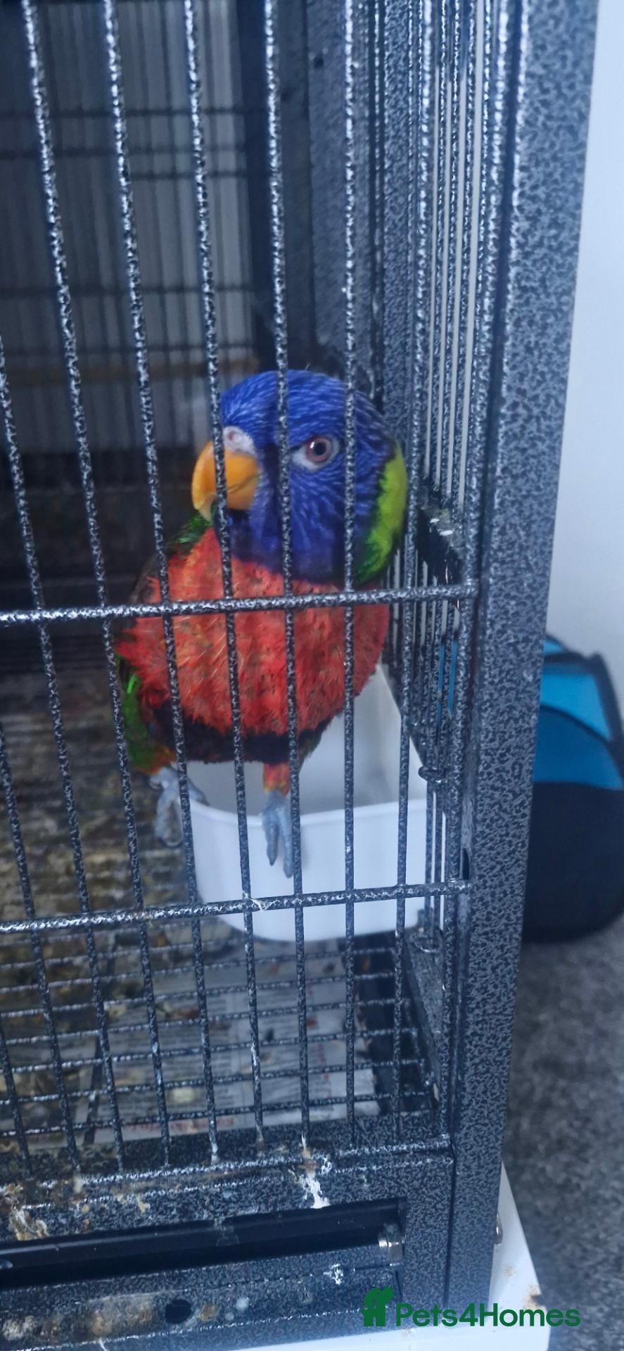 Lorikeets birds Male rainbow lorikeet for 450 - Advert 1